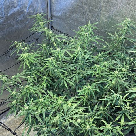 Green #2 growlog timeline photo