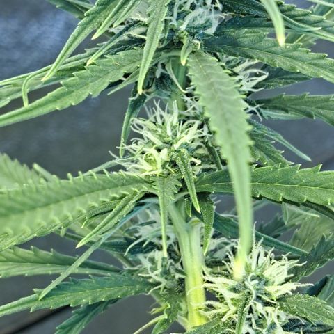 Green #2 growlog timeline photo