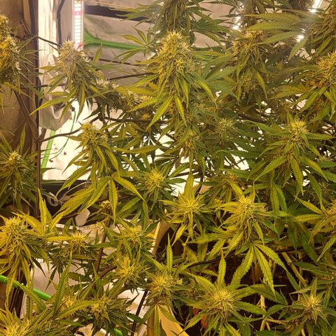 Green Gelato Automatic growlog timeline photo