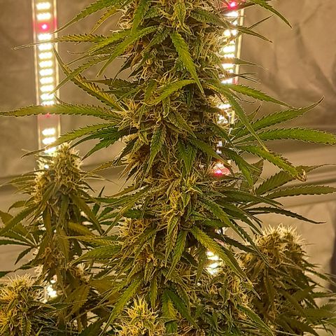 Green Gelato Automatic growlog timeline photo
