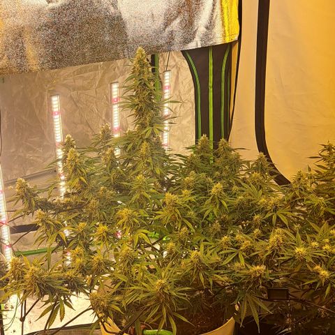 Green Gelato Automatic growlog timeline photo