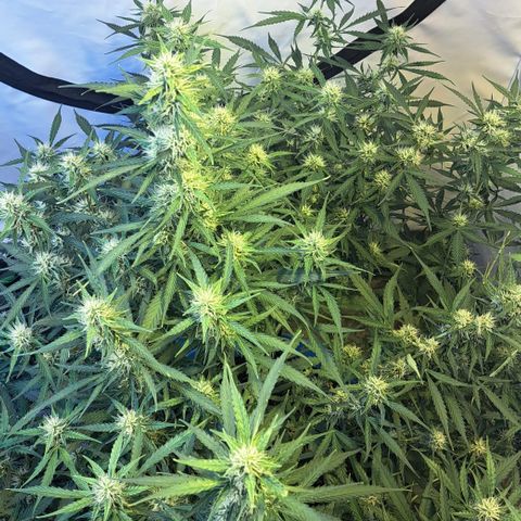 Northern Light Automatic growlog timeline photo