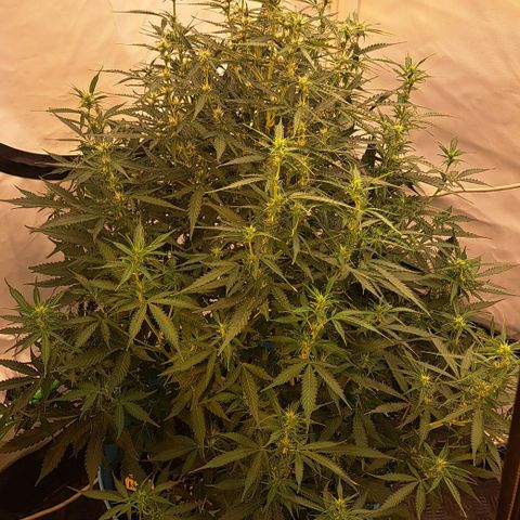 Northern Light Automatic growlog timeline photo