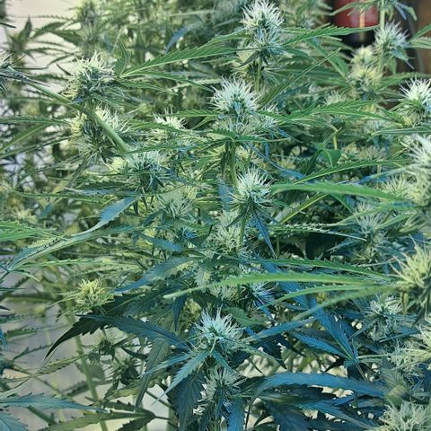Northern Light Automatic growlog timeline photo