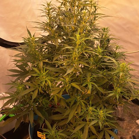 Northern Light Automatic growlog timeline photo