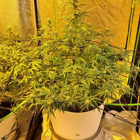 Green Gelato Automatic growlog timeline photo