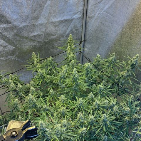 Green #2 growlog timeline photo