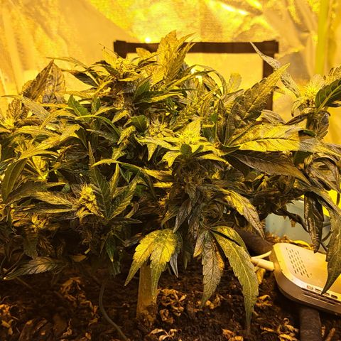 Royal Gorilla Automatic (bonsaï style) growlog timeline photo