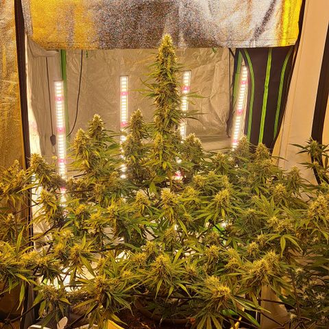 Green Gelato Automatic growlog timeline photo