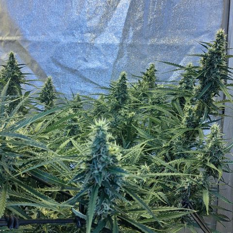 Green #2 growlog timeline photo