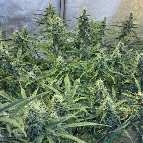 Green Gelato Automatic growlog timeline photo