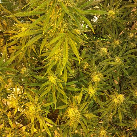 Green Gelato Automatic growlog timeline photo