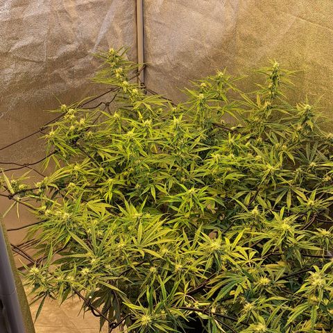 Green #2 growlog timeline photo