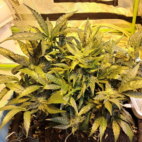 Royal Gorilla Automatic (bonsaï style) growlog timeline photo