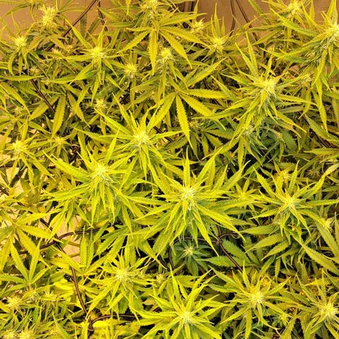 Green #2 growlog timeline photo