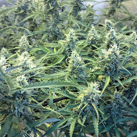 Green #2 growlog timeline photo