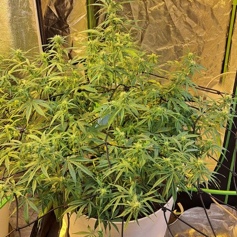 Green Gelato Automatic growlog timeline photo