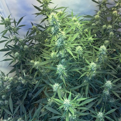 Northern Light Automatic growlog timeline photo