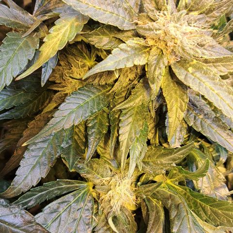 Royal Gorilla Automatic (bonsaï style) growlog timeline photo