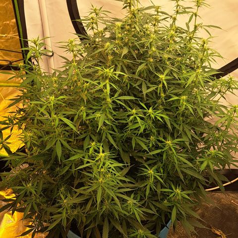 Northern Light Automatic growlog timeline photo