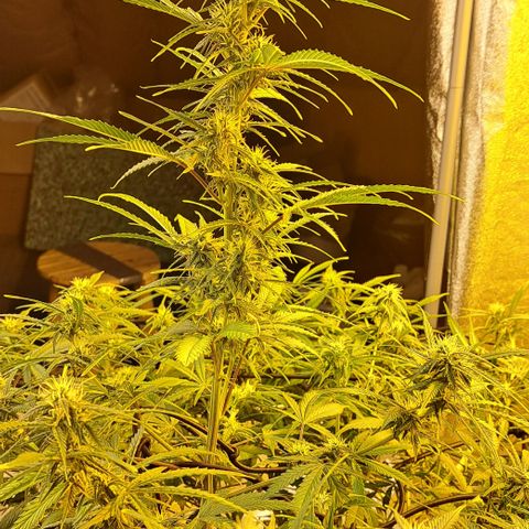 Green Gelato Automatic growlog timeline photo
