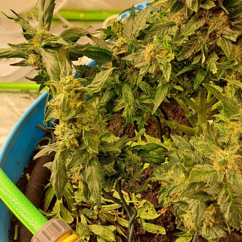 Royal Gorilla Automatic (bonsaï style) growlog timeline photo