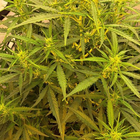 Northern Light Automatic growlog timeline photo