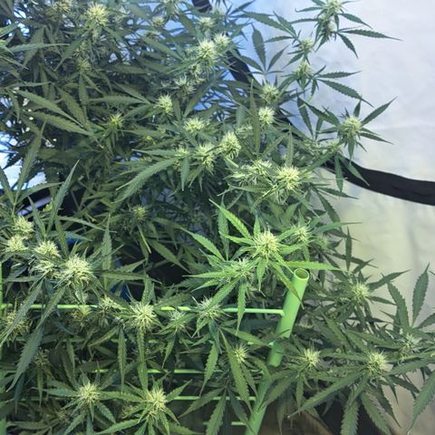 Northern Light Automatic growlog timeline photo