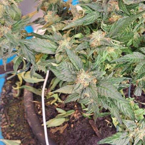 Royal Gorilla Automatic (bonsaï style) growlog timeline photo