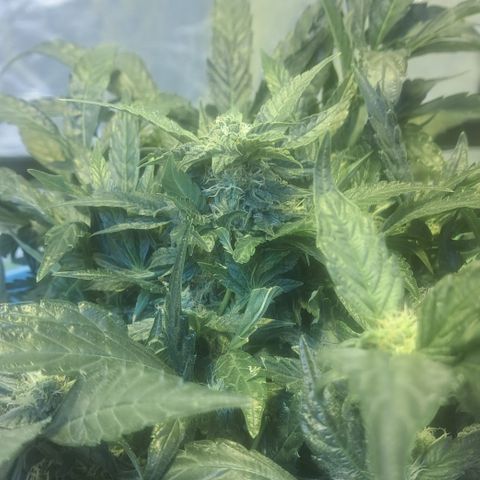 Royal Gorilla Automatic (bonsaï style) growlog timeline photo