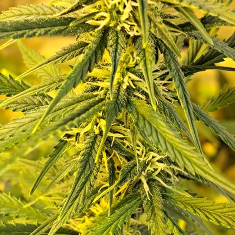 Green Gelato Automatic growlog timeline photo