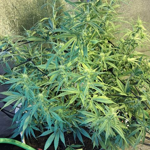 Green Gelato Automatic growlog timeline photo