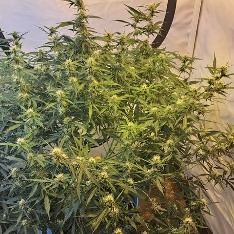 Northern Light Automatic growlog timeline photo