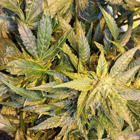 Royal Gorilla Automatic (bonsaï style) growlog timeline photo