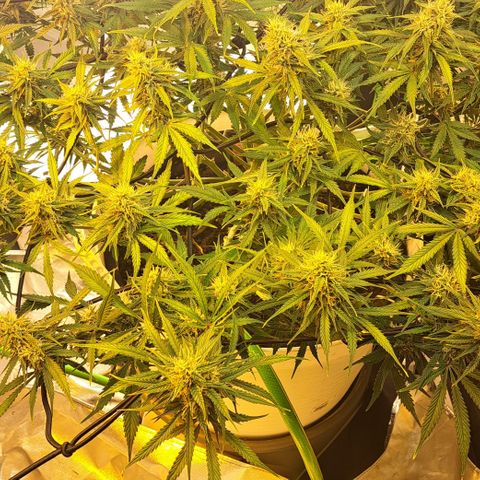 Green Gelato Automatic growlog timeline photo