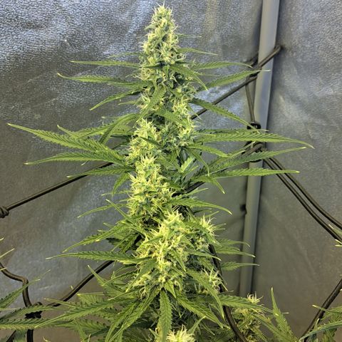 Green Gelato Automatic growlog timeline photo