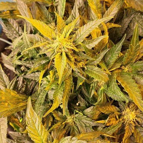 Royal Gorilla Automatic (bonsaï style) growlog timeline photo