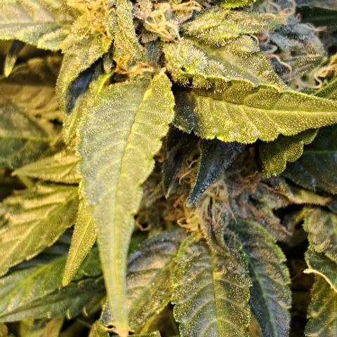 Royal Gorilla Automatic (bonsaï style) growlog timeline photo