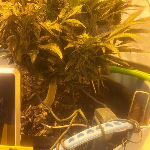Royal Gorilla Automatic (bonsaï style) growlog timeline photo