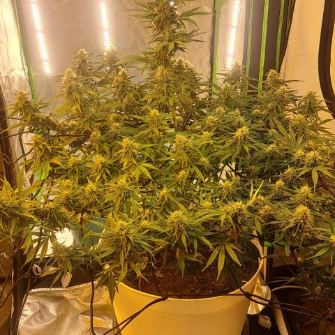 Green Gelato Automatic growlog timeline photo