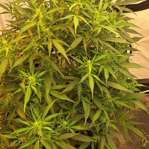 Northern Light Automatic growlog timeline photo