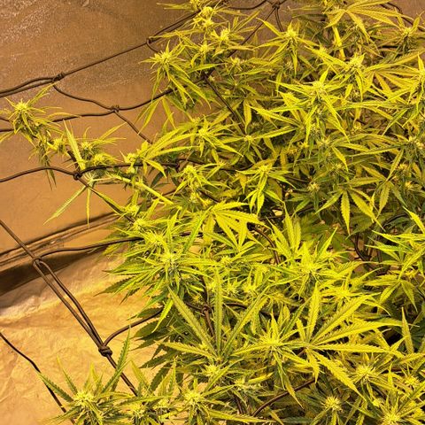 Green #2 growlog timeline photo