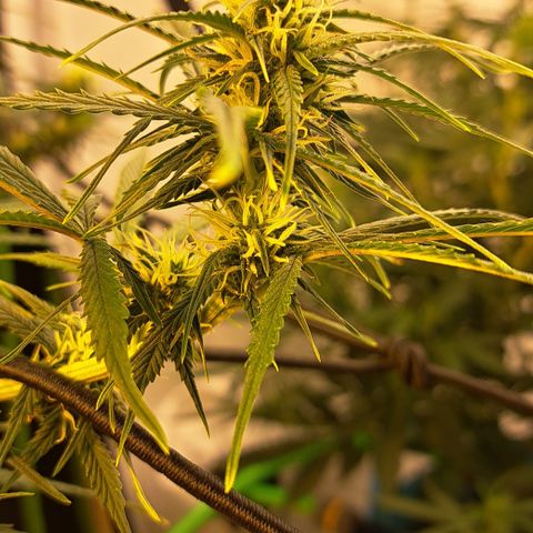 Green Gelato Automatic growlog timeline photo