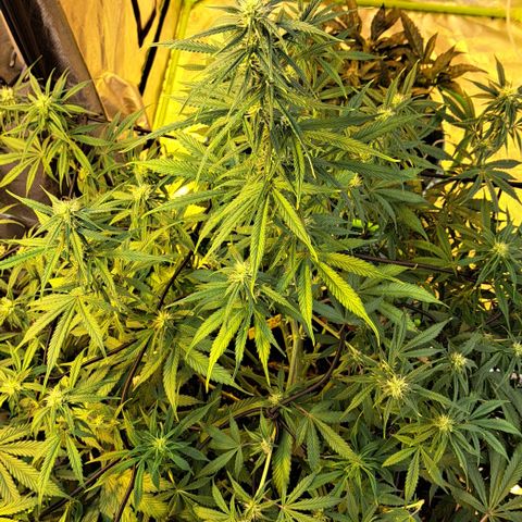 Green Gelato Automatic growlog timeline photo