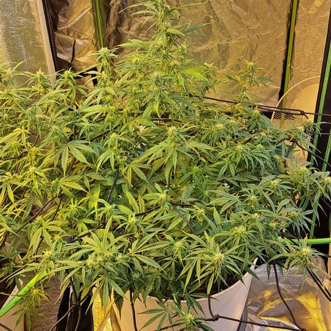 Green Gelato Automatic growlog timeline photo