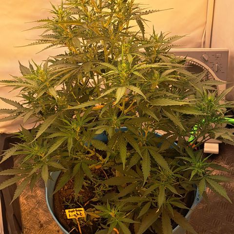 Northern Light Automatic growlog timeline photo