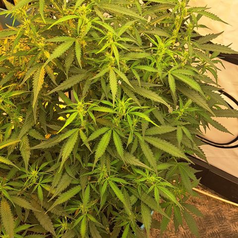 Northern Light Automatic growlog timeline photo