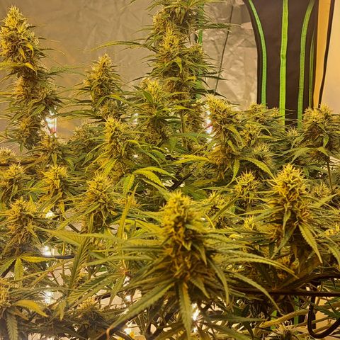 Green Gelato Automatic growlog timeline photo