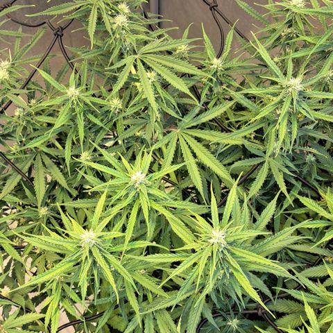 Green #2 growlog timeline photo
