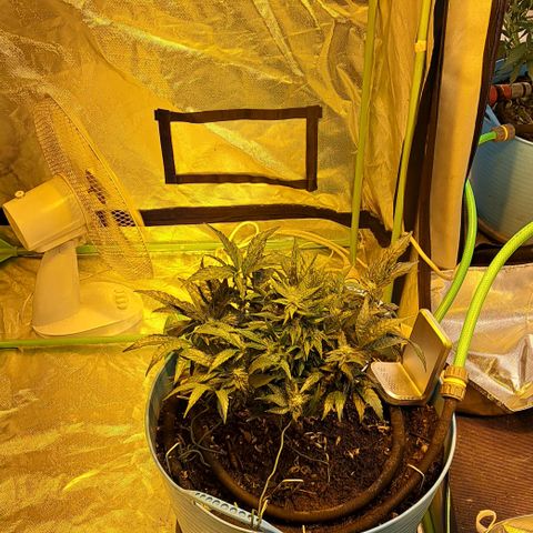 Royal Gorilla Automatic (bonsaï style) growlog timeline photo